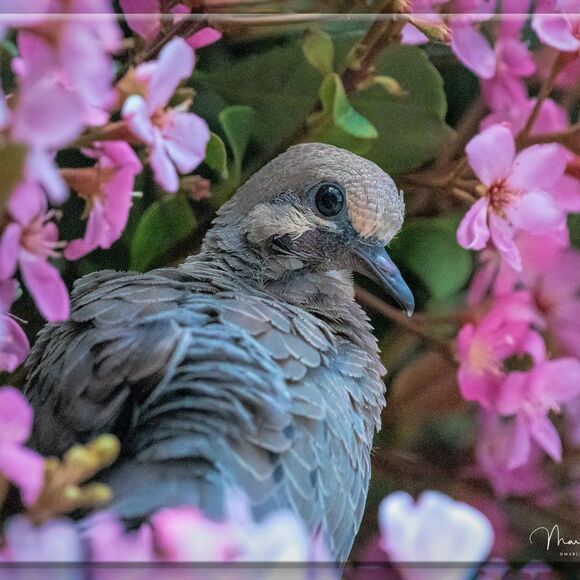 Joshua Tree's Beauty!  - Picture 8 of 16
